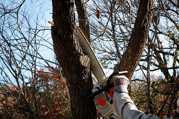 Farmington, MS Tree Care Company