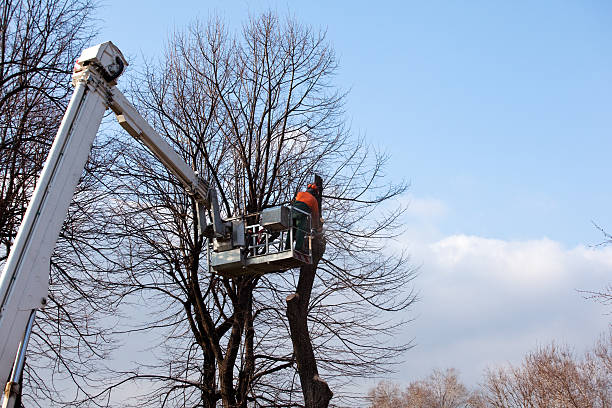 How Our Tree Care Process Works  in  Farmington, MS